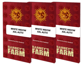 Auto White Widow XXL Feminised, Barney's Farm