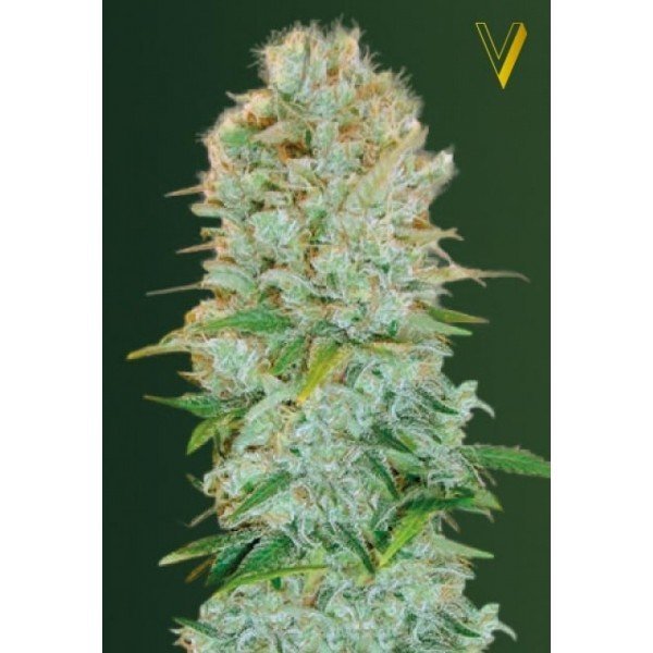 Critical feminized, Victory Seeds