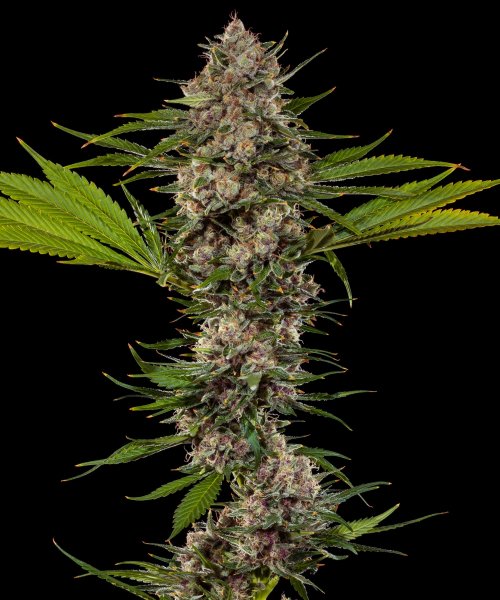 MAC 1 Feminised, Barney's Farm