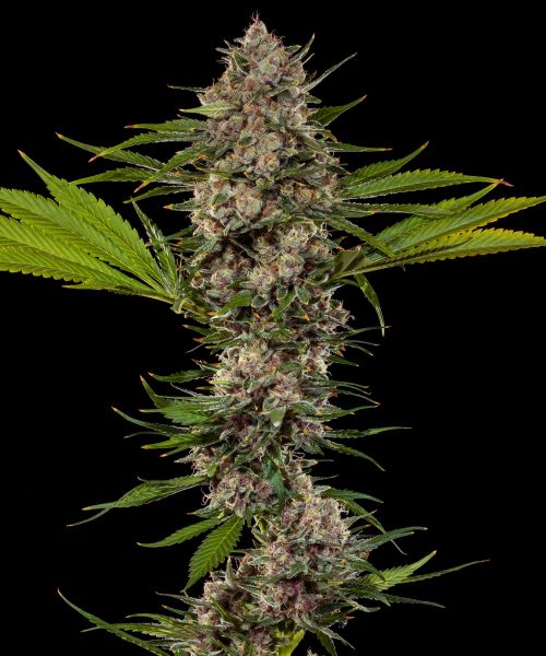 MAC 1 Feminised, Barney's Farm
