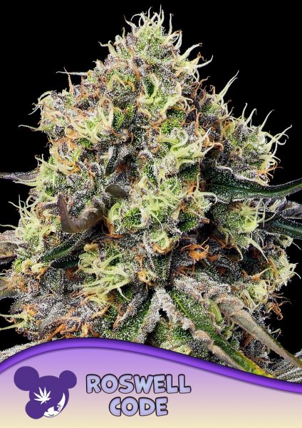 Roswell Code feminized, Anesia Seeds
