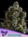 Zoomiez feminized, Anesia Seeds