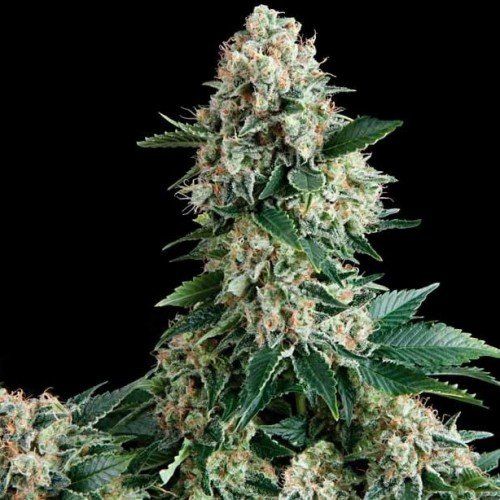 Auto Extra Mintz feminized, Bulk Seed Bank