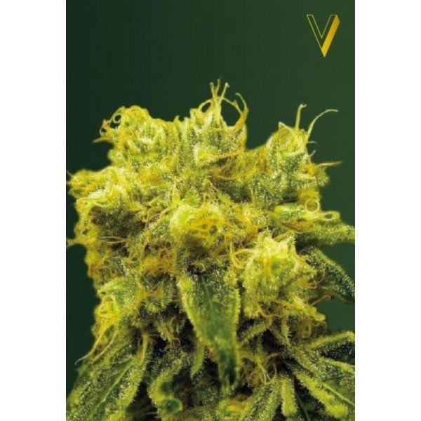 Blow Dream feminized, Victory Seeds