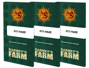 G13 Haze Feminised, Barney's Farm