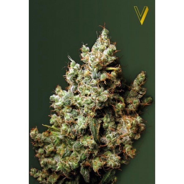 Northern Light feminized, Victory Seeds