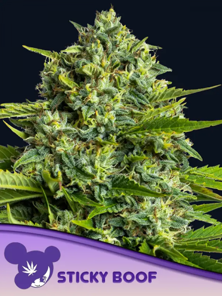 Sticky Boof feminized, Anesia Seeds