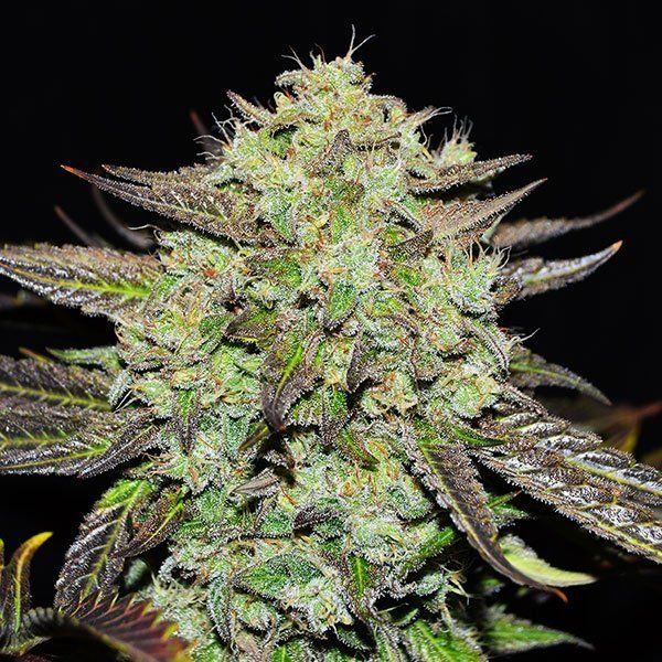 Early Version Purple Mango Kush feminized, Delicious Seeds