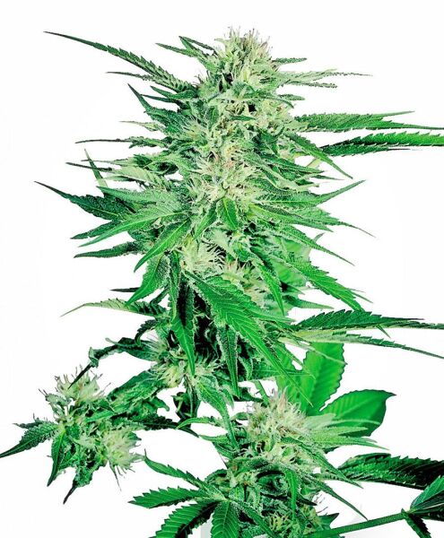 Big Bud Feminized Seeds, Sensi Seeds