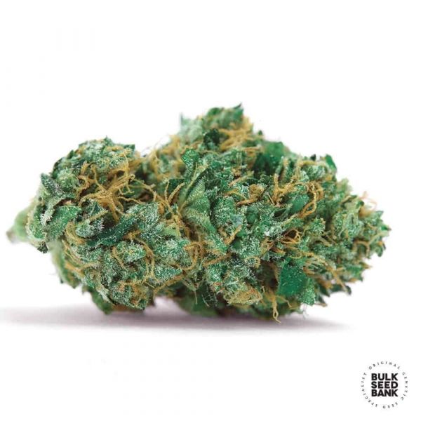 Auto Gelato Samba feminized