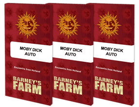 Auto Moby Dick feminised, Barney's Farm