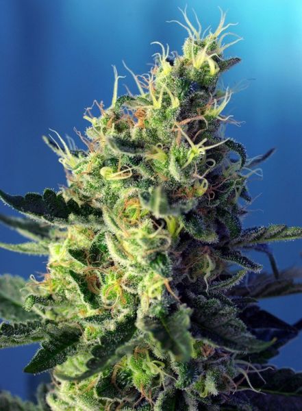 CBD Sweet Pure feminized, Sweet Seeds