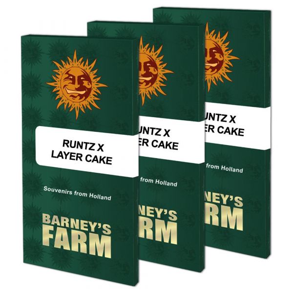 Runtz x Layer Cake feminized, Barney's Farm