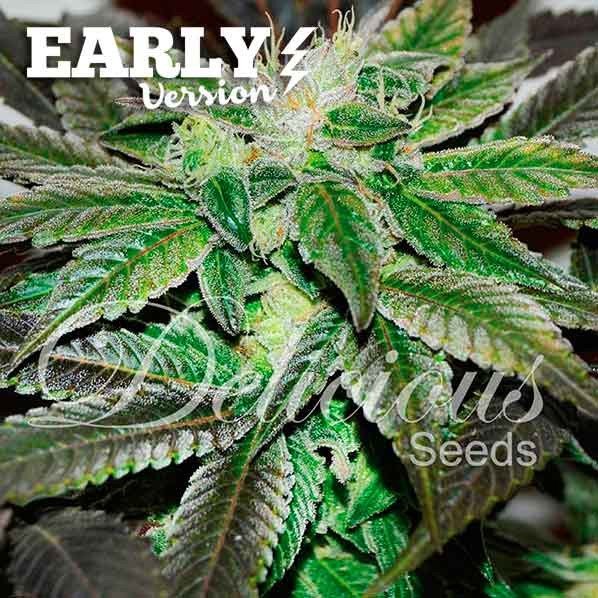 Early Version Sugar Candy feminized, Delicious Seeds