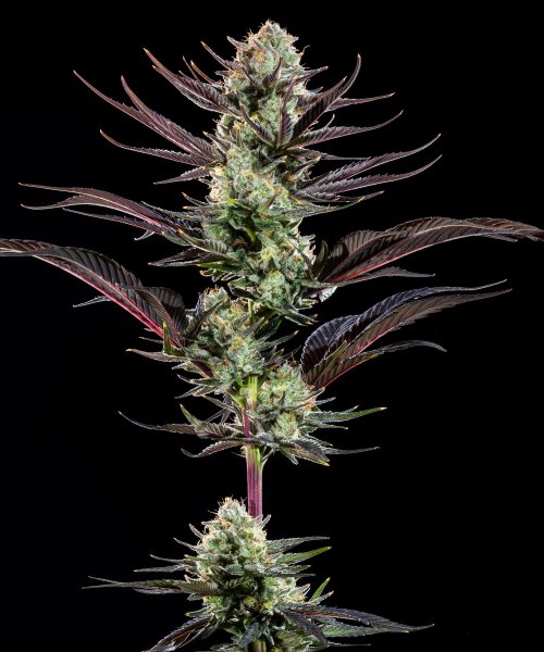 Thin Mint Frosting Feminised, Barney's Farm