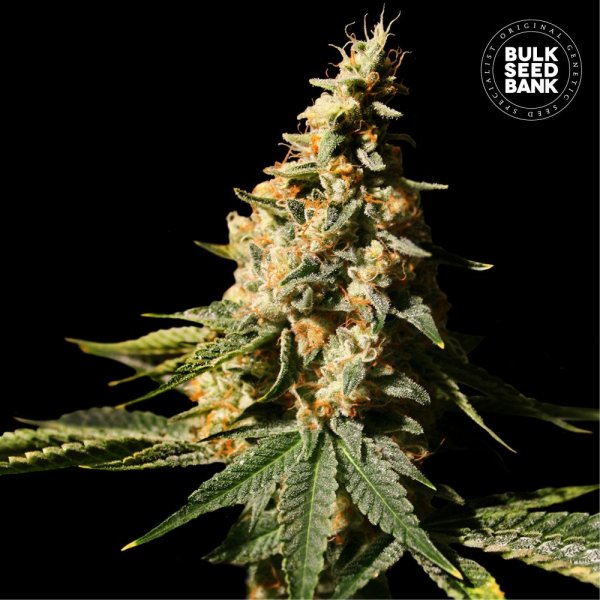 Auto Extra Mintz feminized