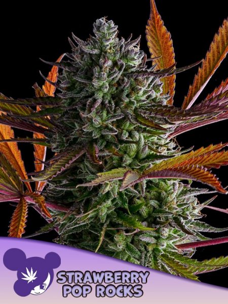 Strawberry Pop Rocks feminized, Anesia Seeds