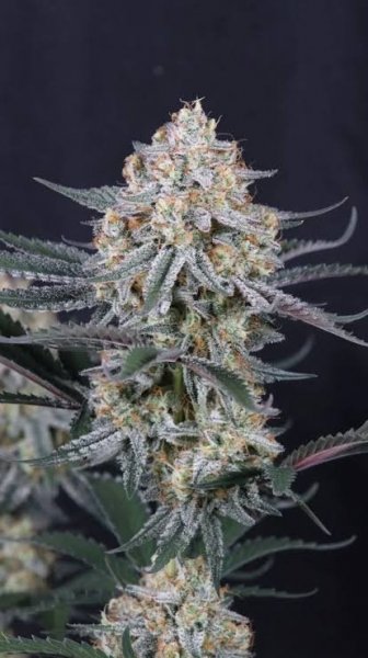 Auto Guava Sundae feminized, Fast Buds